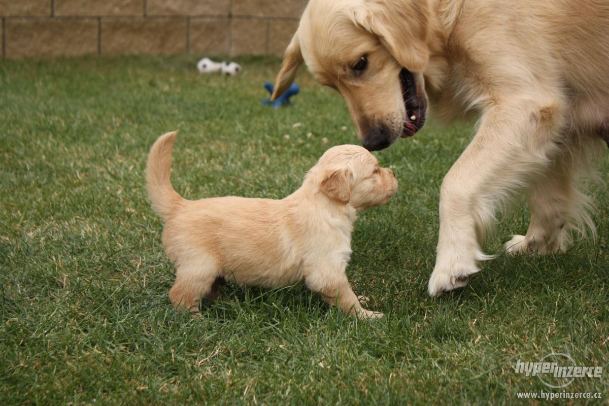 zlaty retriever